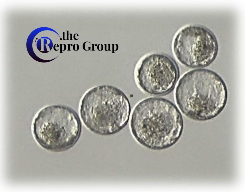 Successful Embryos Bovine IVF ART Lab Solutions The Repro Group